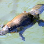 1499006-Duckbilled-platypus--Broken-River-0