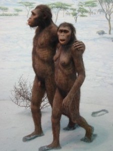 australopithecus-afarensis
